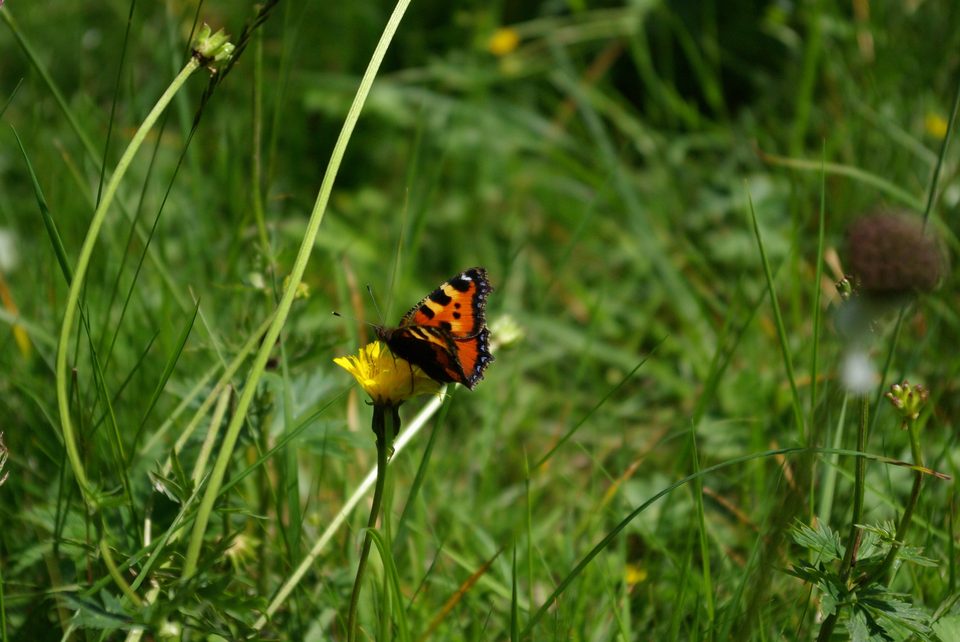 Faune et flore