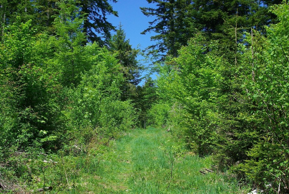 Balade en forêt