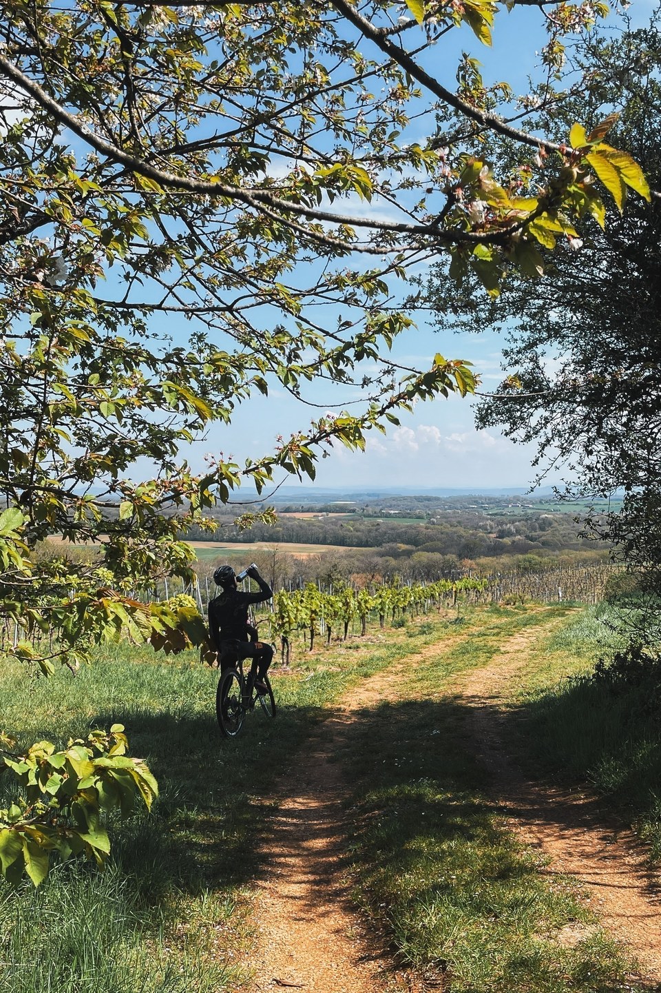 Vignoble du Moutherot