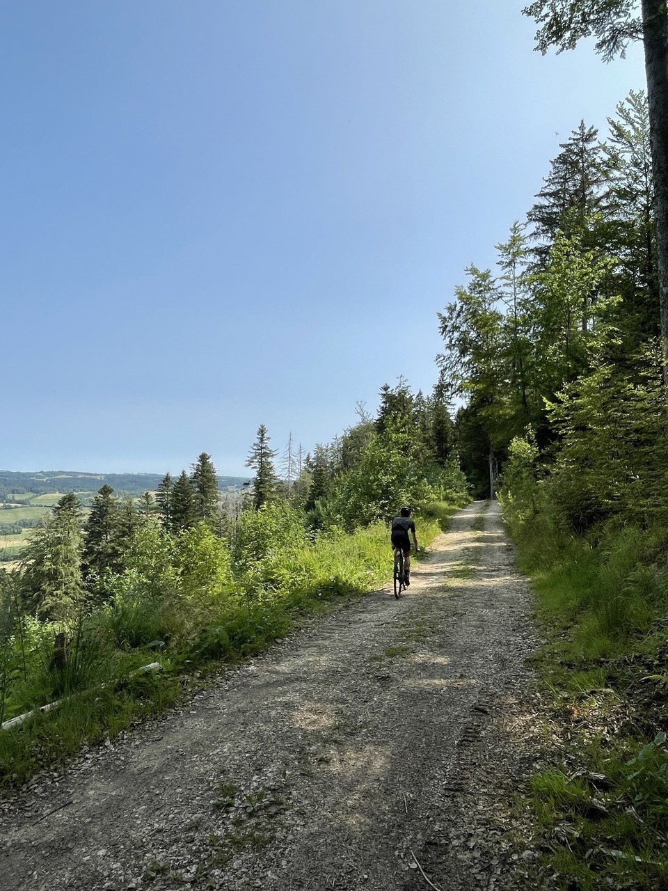 Chemin gravel dans les bois