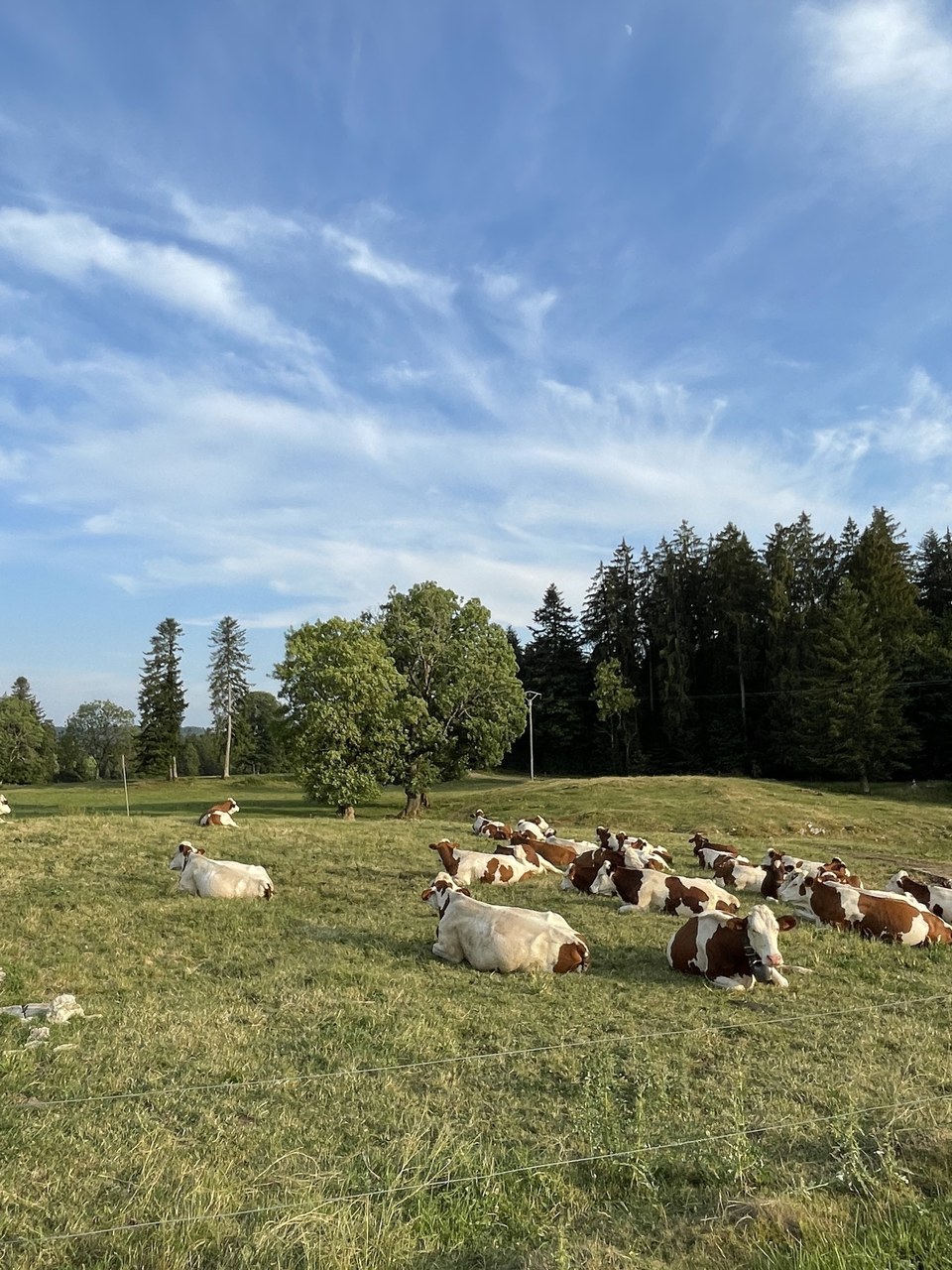 Montbéliardes dans leur pré