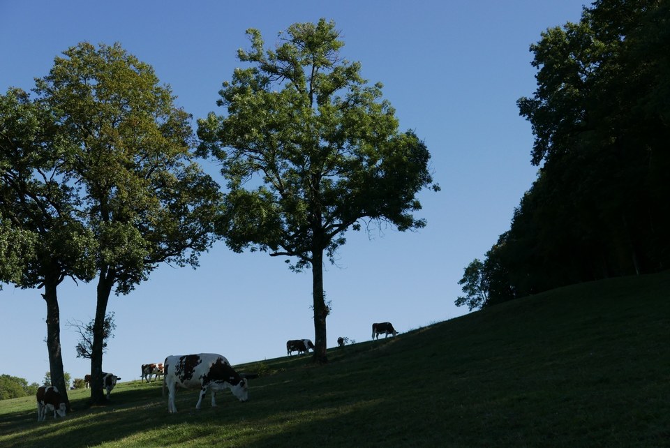 Prairies et Montbéliardes