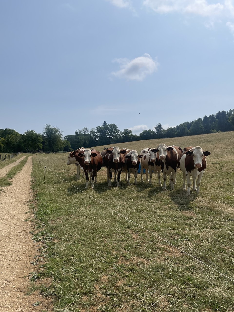 Vaches montbéliardes