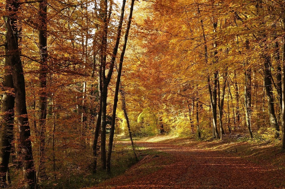 Forêt de Bournois à l'automne
