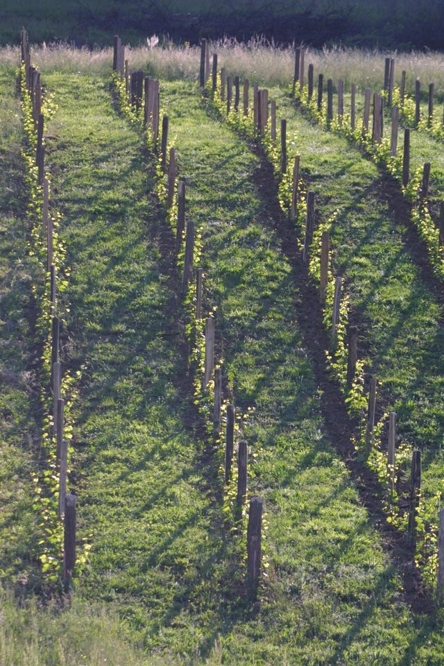 Les vignes de Champotey