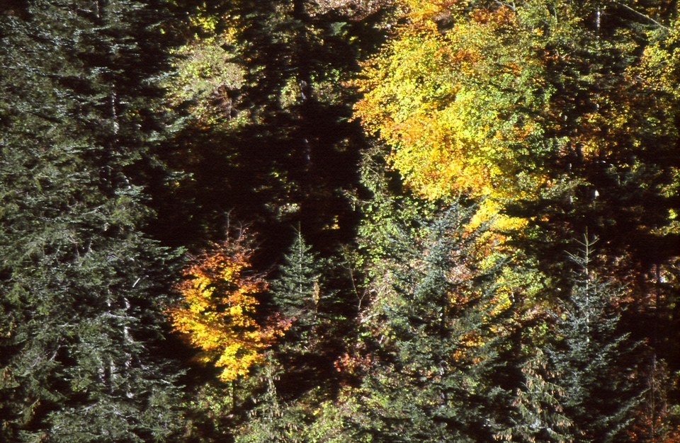 Forêt