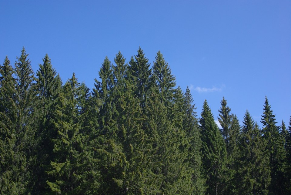 Sapins du Haut-Doubs