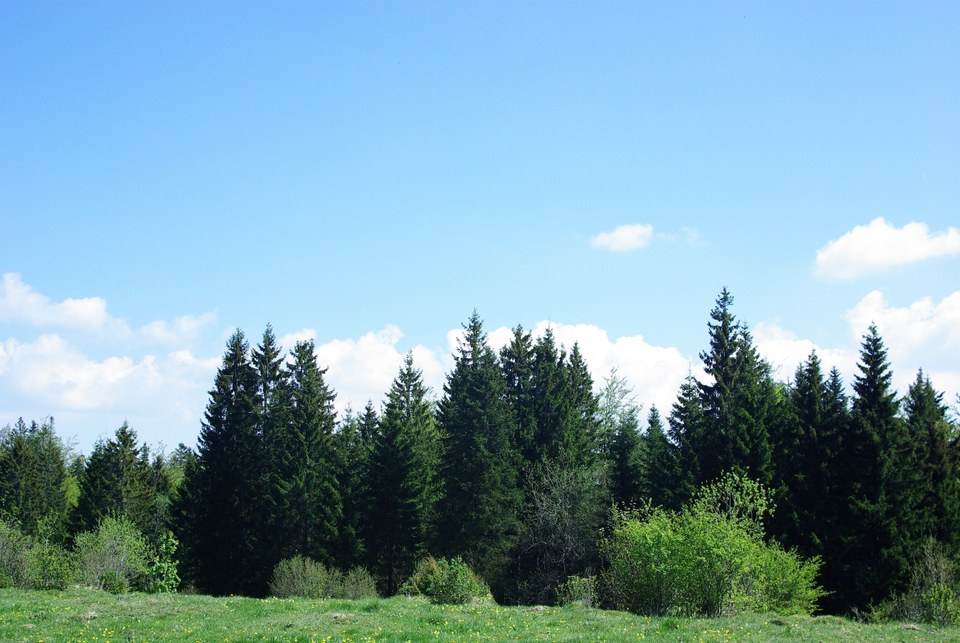 Forêt du Haut-Doubs