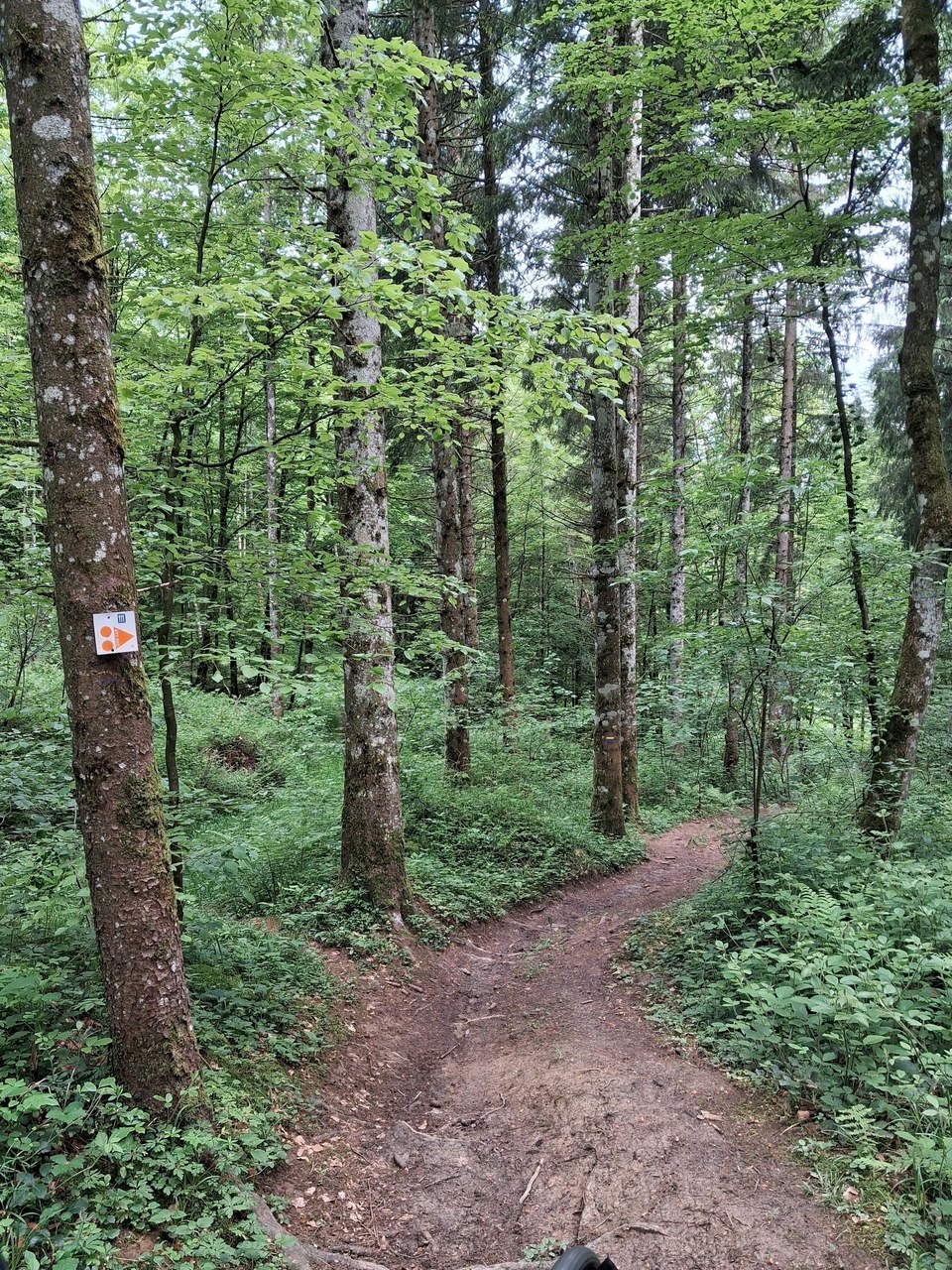 Début single track vers sapin président circuit VTT n°111
