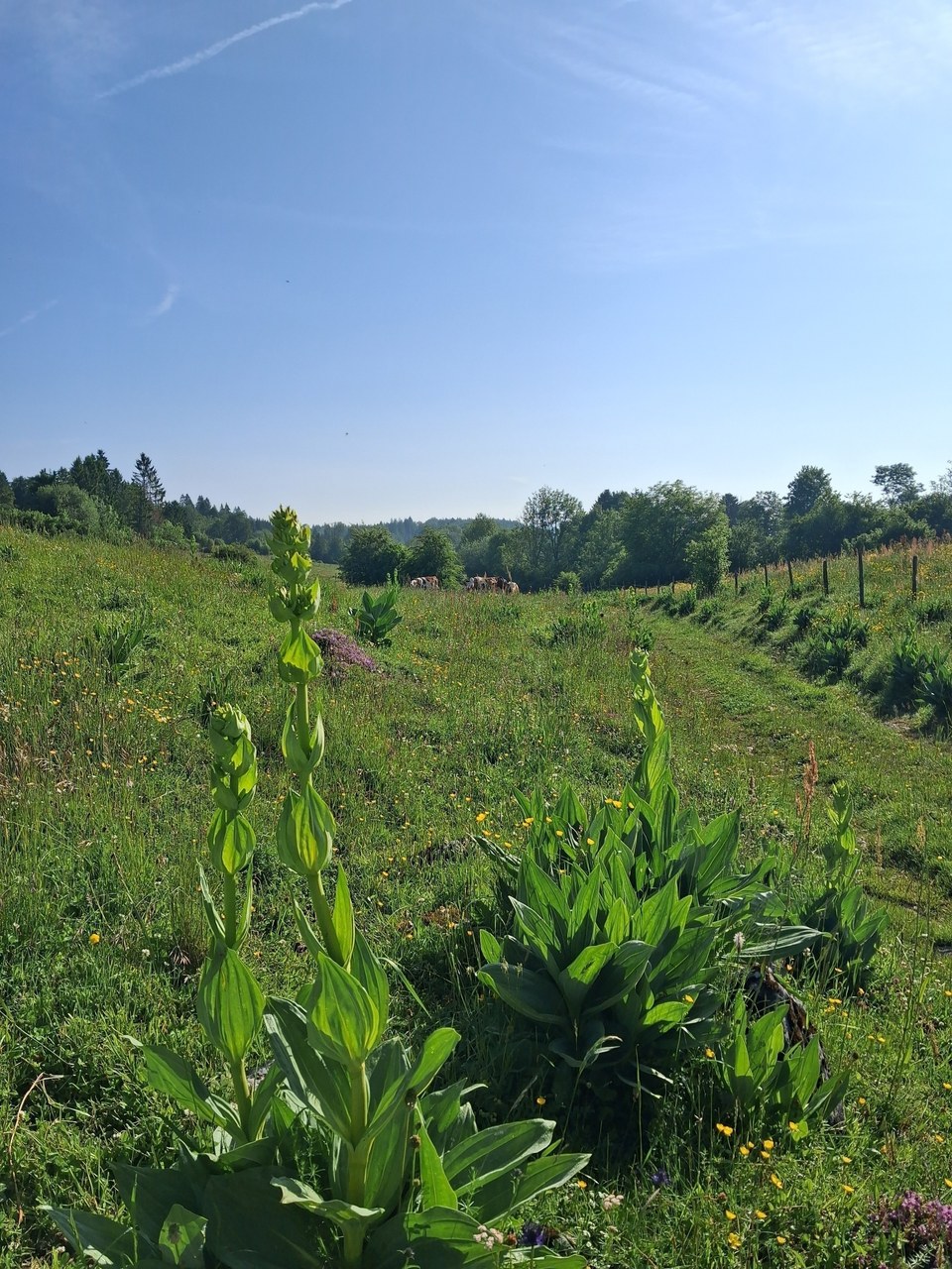 Pâturage de la Planée avec ces vaches