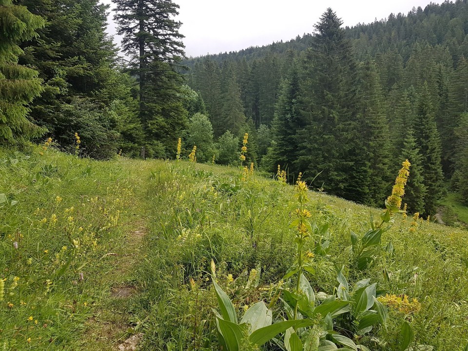 Vallon suisse du Cernet de Doubs