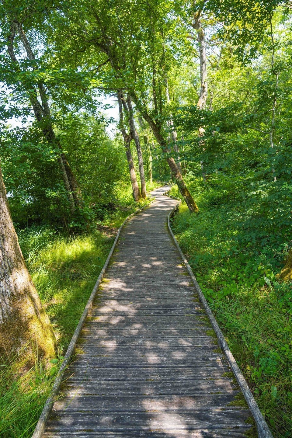 Sentier de l'étang