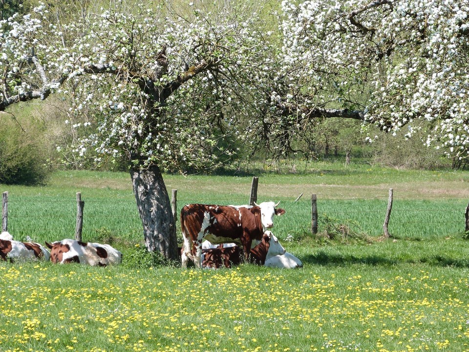 Montbéliardes dans un pré