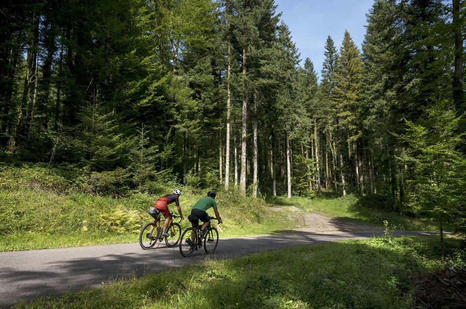 La Route des Sapins
