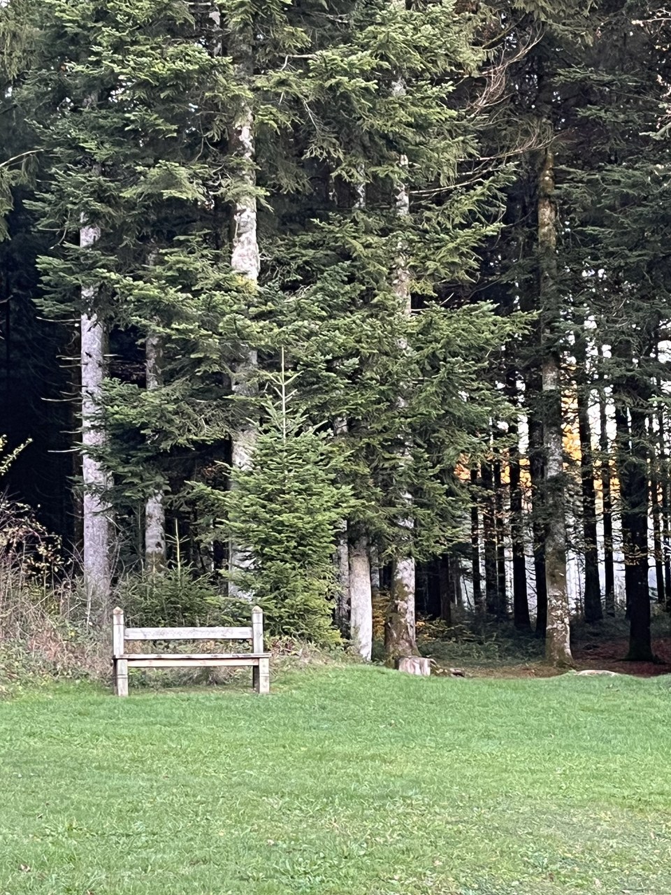 La Route des Sapins