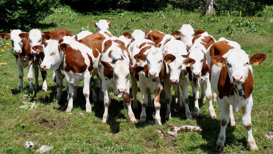 Petits veaux dans une pâture du Poncet