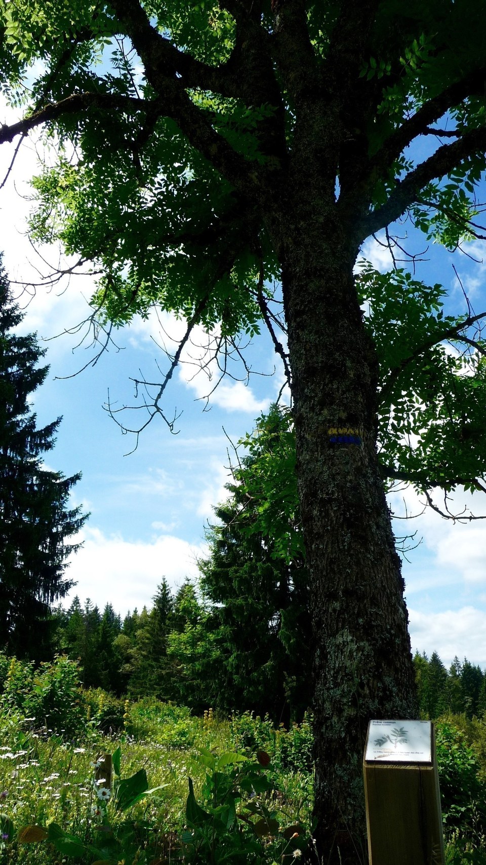 Panneau d'interprétation arboretum
