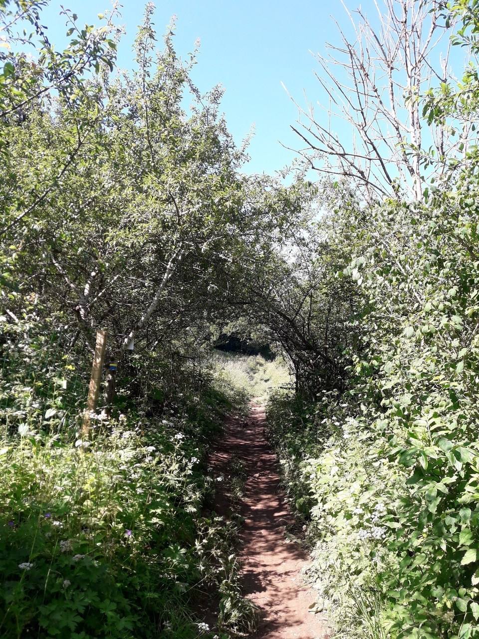 Tunnel naturel sur le sentier des jardins