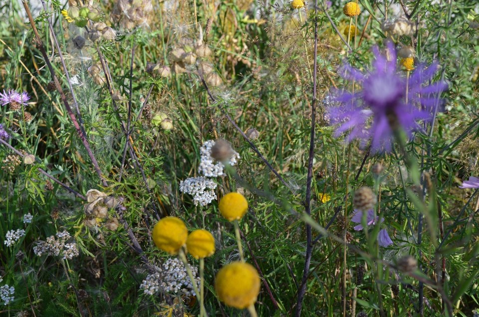 Fleurs des champs