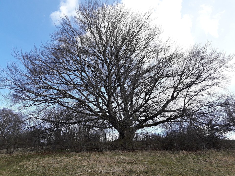 Arbre remarquable