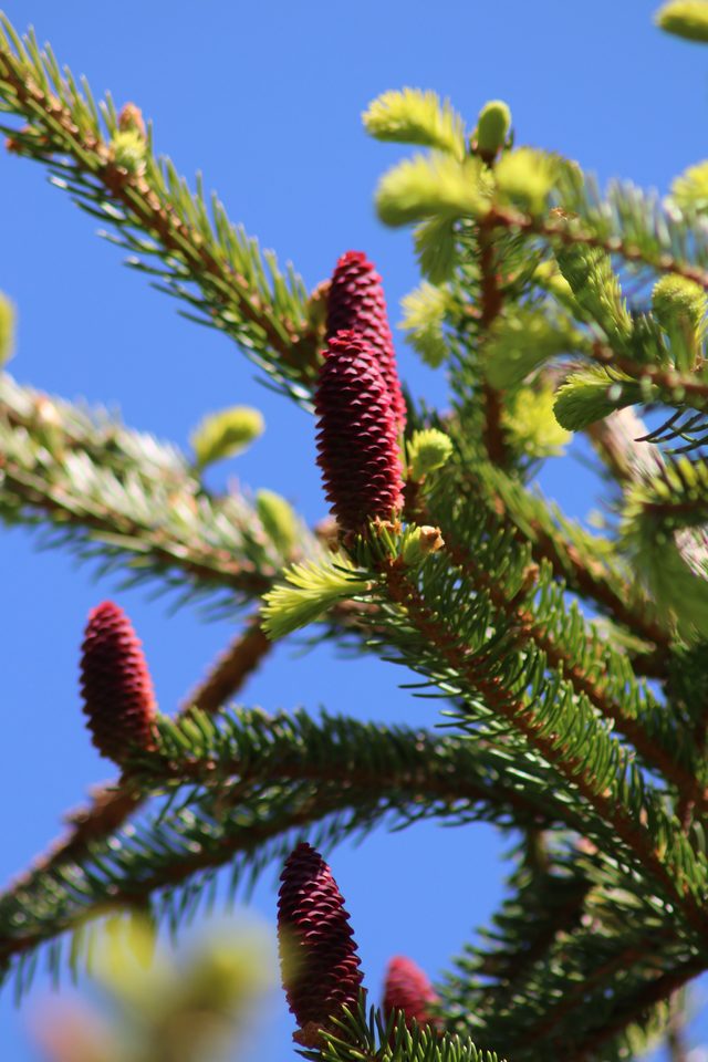 Sapins du Haut-Doubs
