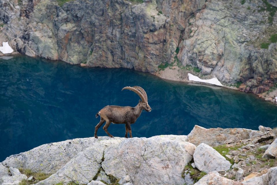 Bouquetin devant le lac du Vallon