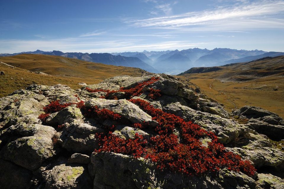 Myrtilles à l'automne à l'Alp de Vautisse, Réotier