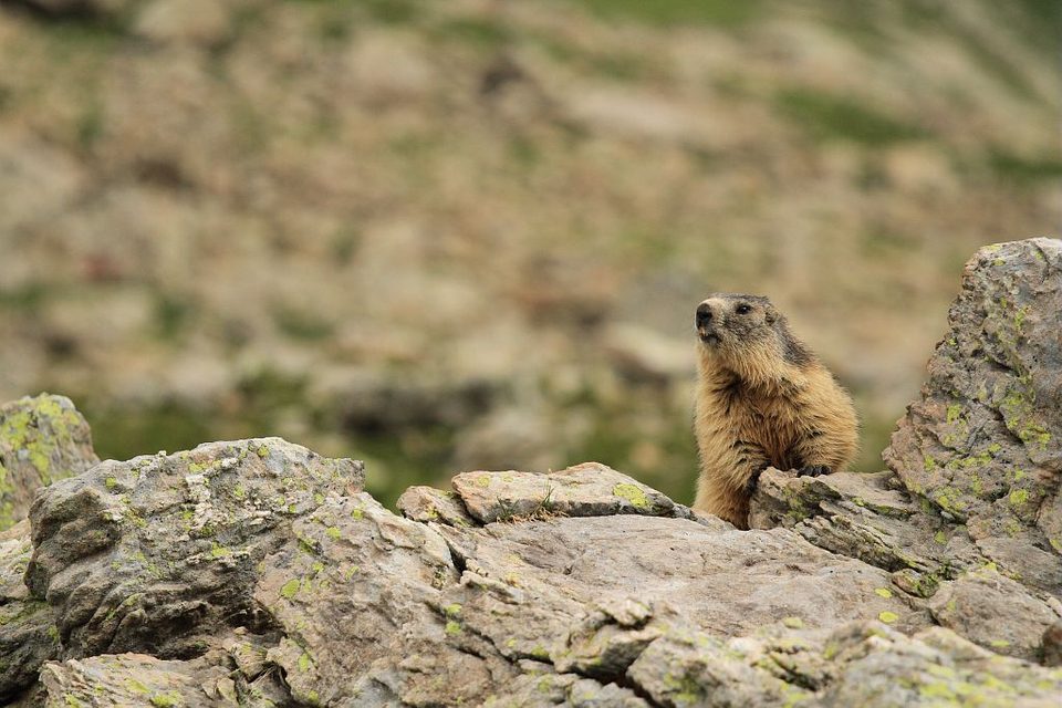 Marmotte aux aguets