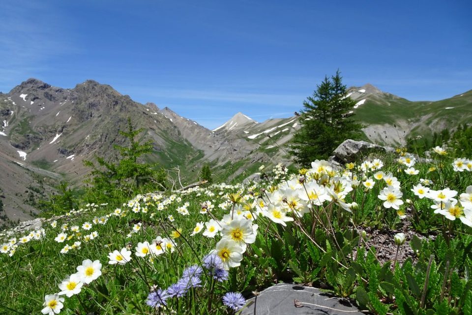 Sur les traces des bergers