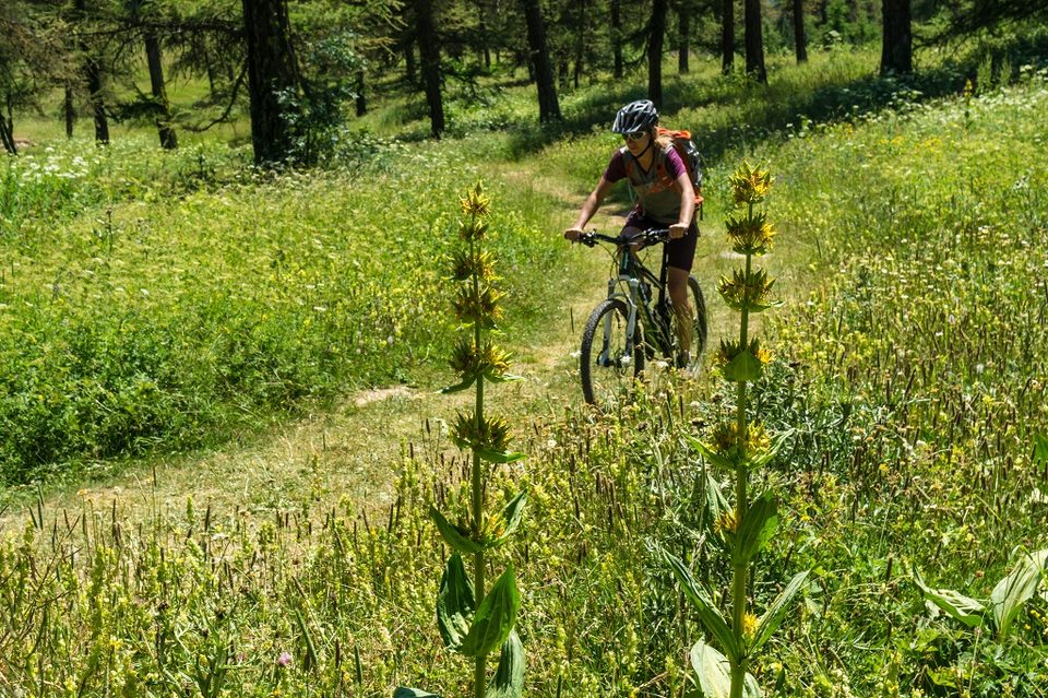 VTT N°17 - Les Chardons Bleus