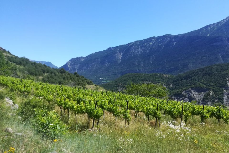Sentier des Vignes
