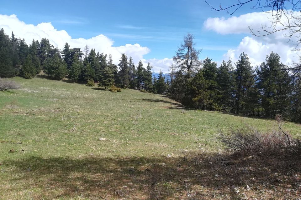 Prairie paturée