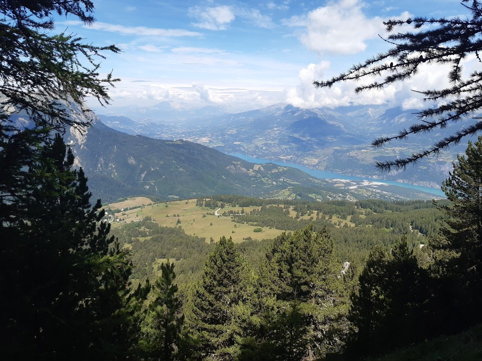 Une brèche dans la forêt