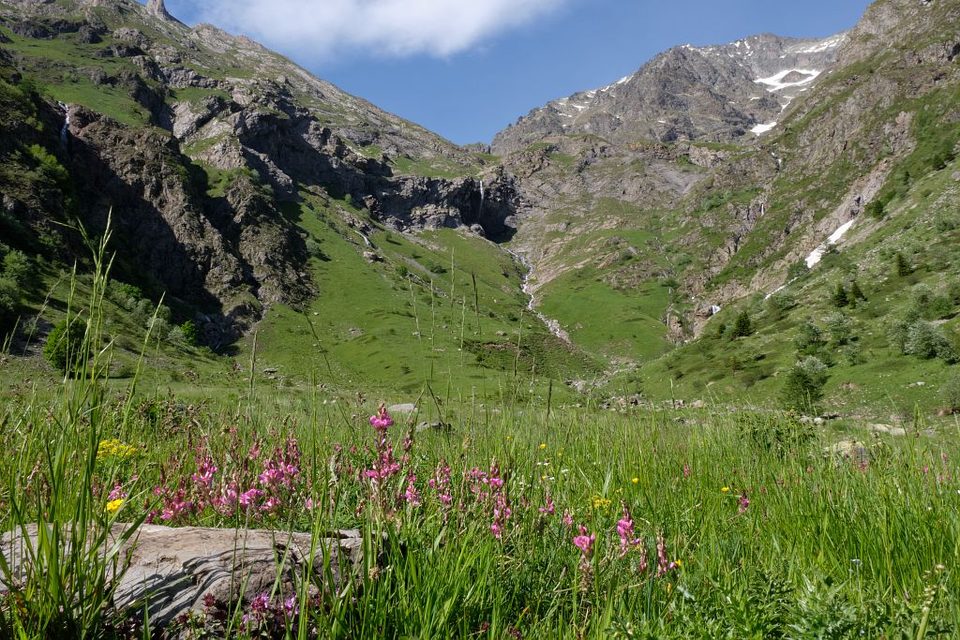 Pâturage fleuri du Vallon de Valsenestre