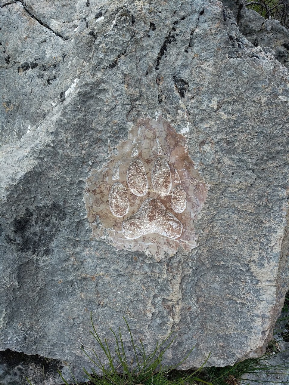 patte de loup