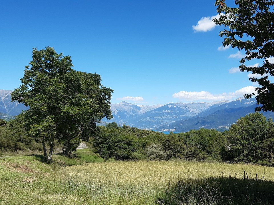 Les Olliviers