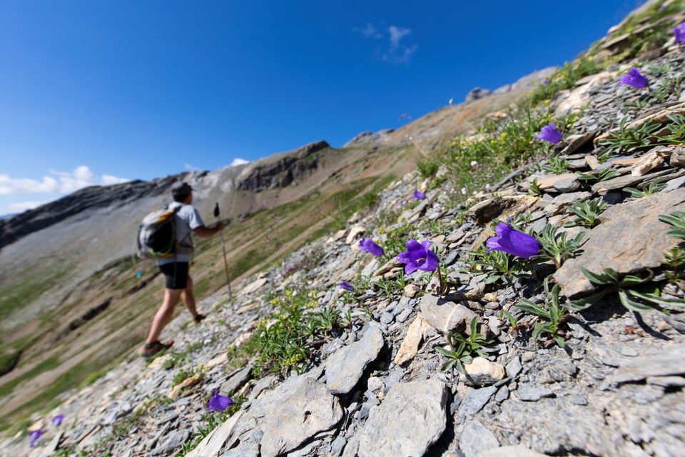Campanule alpestre sur le sentier du lac de Puy Aillaud