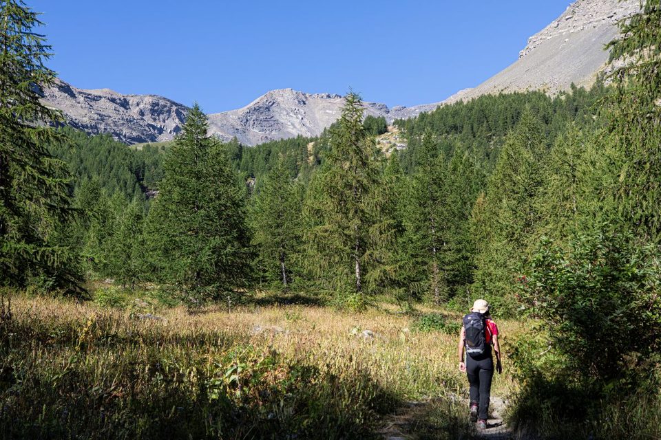 Mélezin en aval du vallon de Narreyroux