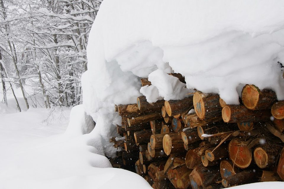 neige en forêt