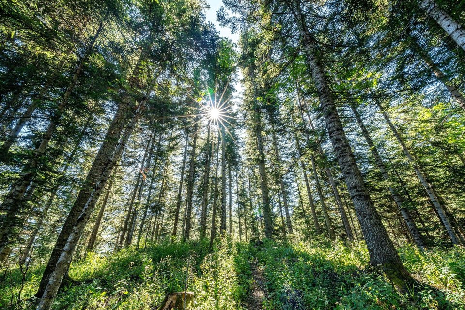 Forêt de Boscodon