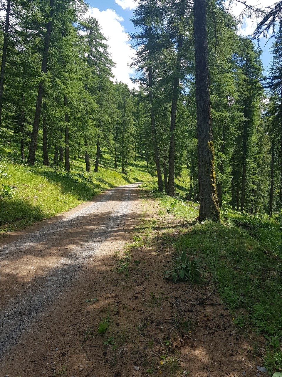 Mélézin du Pouzenc