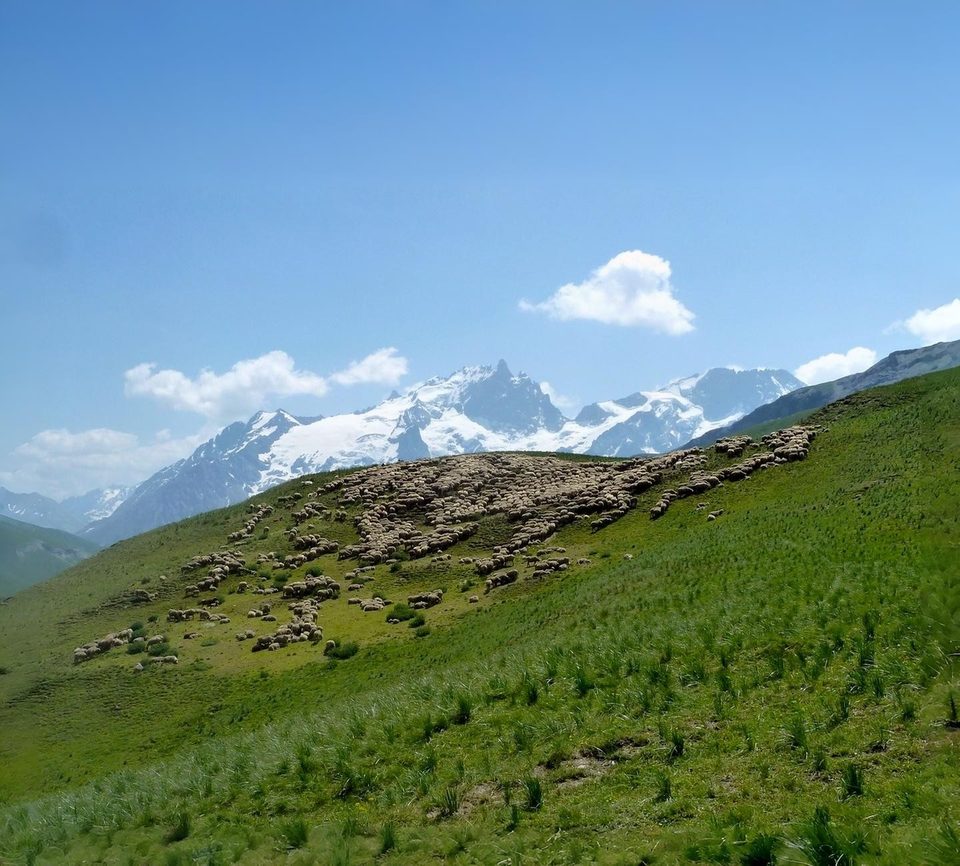 Troupeau vallon de la Buffe