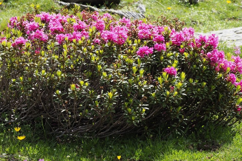 Rhododendrons