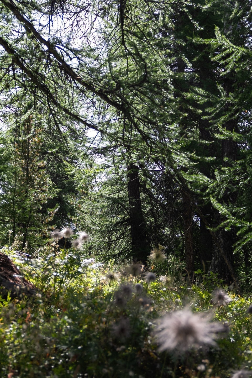 Balade sur le sentier pédagogique de la Taure + Lac d'Orceyrette