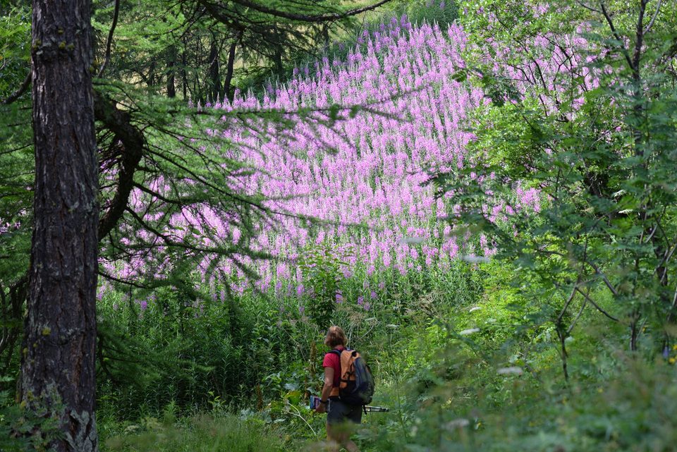 Bois des Combes