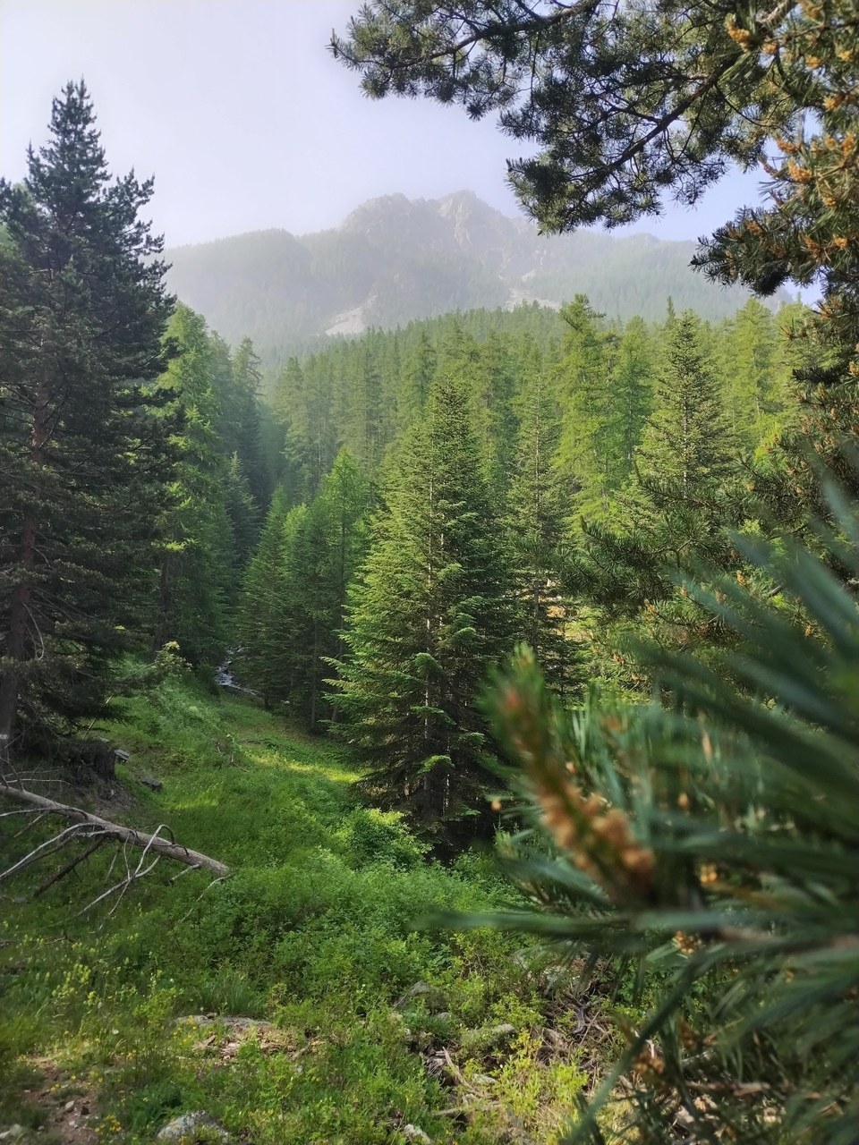 Forêt autour du Clos des Près