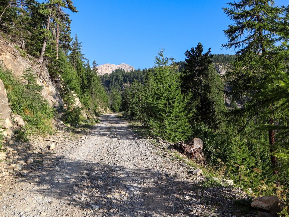 Piste forestière du Granon