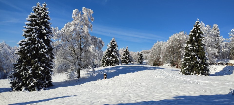 Forêt