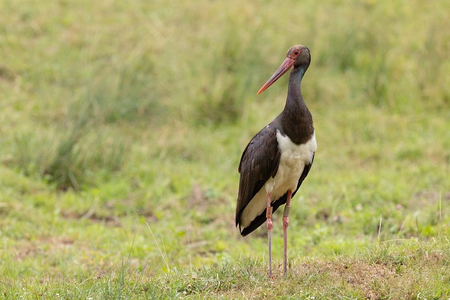 Cigogne noire