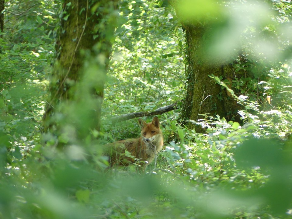 Renard dans le bois de la Mangeotte
